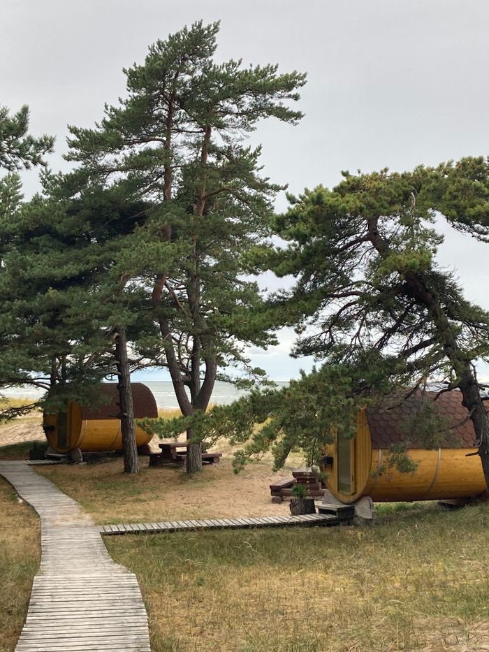 Rustic wooden huts nestled in a serene pine forest by the seaside, perfect for tranquil retreats.